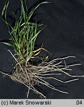 Elymus repens (perz właściwy)