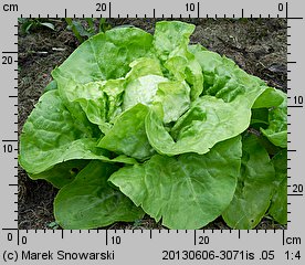 Lactuca sativa var. capitata (sałata głowiasta masłowa)