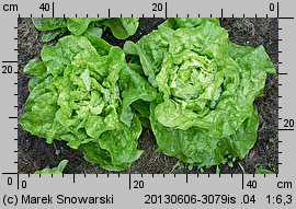 Lactuca sativa var. capitata (sałata głowiasta masłowa)