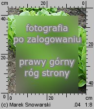 Lactuca sativa var. longifolia (sałata rzymska)