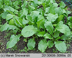 Brassica rapa ssp. rapa (kapusta właściwa typowa)