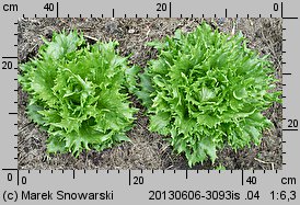 Lactuca sativa var. crispa (sałata głowiasta krucha)