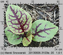 Rumex sanguineus (szczaw gajowy)