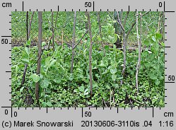 Pisum sativum ssp. sativum (groch zwyczajny typowy)