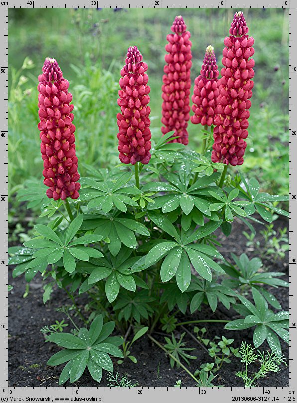 Lupinus hybridus Gallery Red