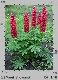 Lupinus hybridus Gallery Red