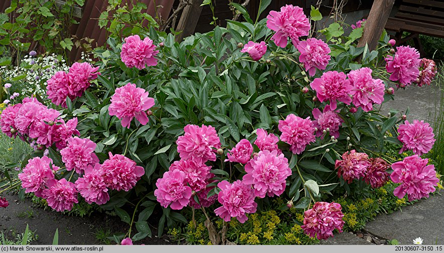 Paeonia lactiflora (piwonia chińska)