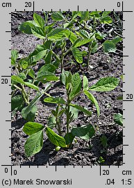 Glycine max (soja warzywna)