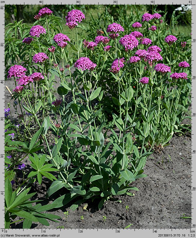 Silene compacta (lepnica zwarta)