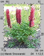 Lupinus hybridus Gallery Red