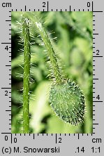 Papaver rhoeas (mak polny)