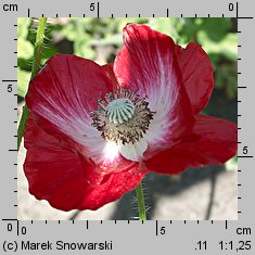 Papaver rhoeas (mak polny)