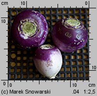 Brassica rapa ssp. rapa (kapusta właściwa typowa)