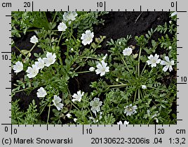 Limnanthes douglasii (limnantes Douglasa)