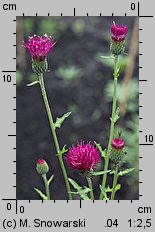 Cirsium japonicum (ostrożeń japoński)