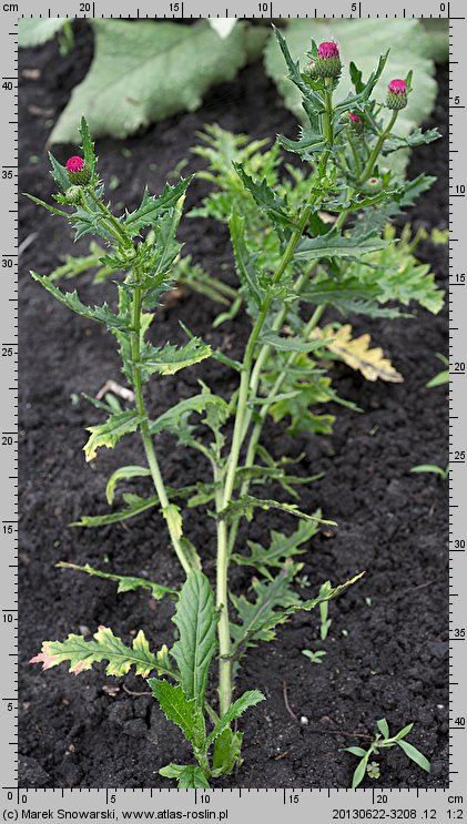 Cirsium japonicum (ostrożeń japoński)