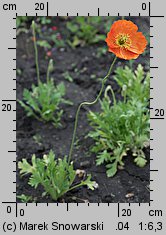 Papaver nudicaule (mak nagołodygowy)