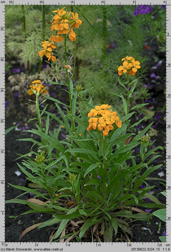 Erysimum ×marshallii (pszonak Perowskiego)