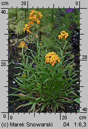 Erysimum ×marshallii (pszonak Perowskiego)