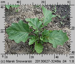 Solanum melongena (oberżyna)