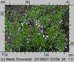 Linaria maroccana (lnica marokańska)