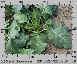 Brassica oleracea var. gongylodes (kapusta warzywna kalarepa)