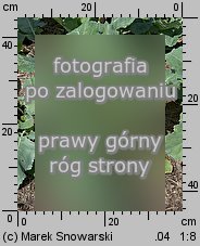 Brassica oleracea var. gongylodes (kapusta warzywna kalarepa)
