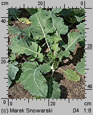 Brassica oleracea var. gongylodes (kapusta warzywna kalarepa)