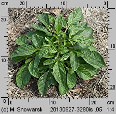 Solanum muricatum (pepino)