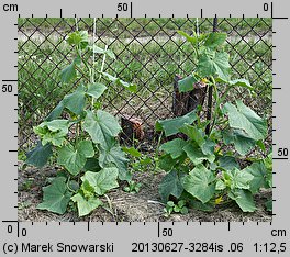 Cucumis sativus (ogórek siewny)