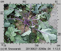 Brassica oleracea var. gongylodes (kapusta warzywna kalarepa)