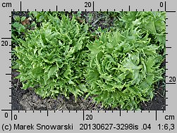 Lactuca sativa var. crispa (sałata głowiasta krucha)