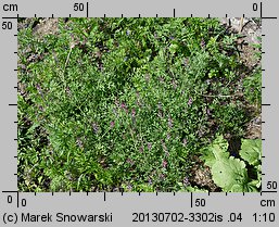 Fumaria officinalis ssp. officinalis (dymnica pospolita typowa)