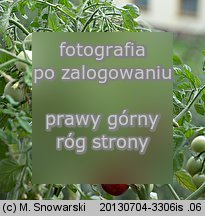 Lycopersicon esculentum (pomidor zwyczajny)