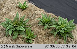 Lactuca sativa var. augustana (głąbiki krakowskie)