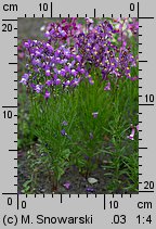 Linaria maroccana (lnica marokańska)