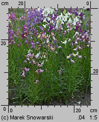 Linaria maroccana (lnica marokańska)