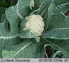 Brassica oleracea var. botrytis (kapusta warzywna kalafior)