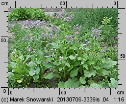 Borago officinalis (ogórecznik lekarski)