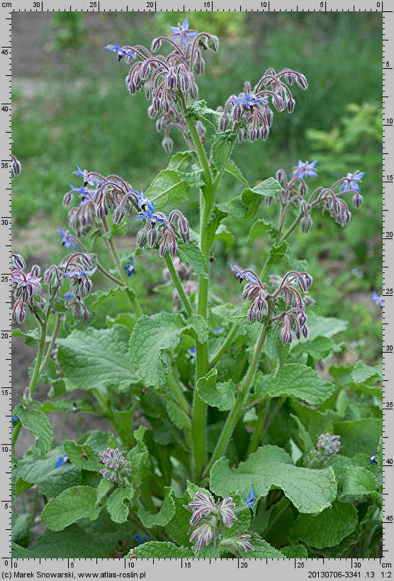 Borago officinalis (ogórecznik lekarski)