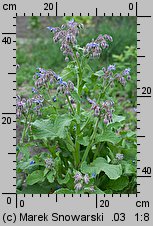 Borago officinalis (ogórecznik lekarski)