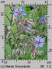 Borago officinalis (ogórecznik lekarski)