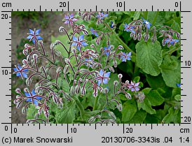 Borago officinalis (ogórecznik lekarski)