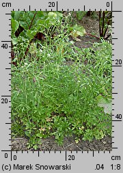 Lepidium sativum (pieprzyca siewna)