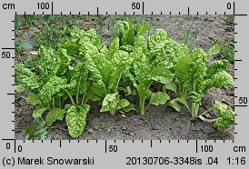 Beta vulgaris var. cicla (burak liściowy)