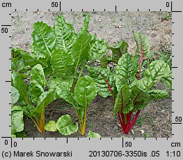 Beta vulgaris var. cicla (burak liściowy)