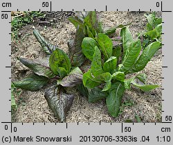 Cichorium intybus ssp. foliosum (cykoria sałatowa)