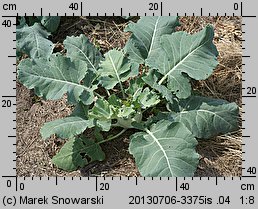 Brassica oleracea var. gongylodes (kapusta warzywna kalarepa)