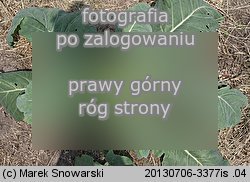 Brassica oleracea var. gongylodes (kapusta warzywna kalarepa)