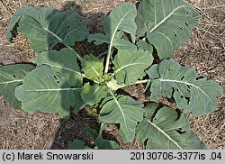 Brassica oleracea var. gongylodes (kapusta warzywna kalarepa)